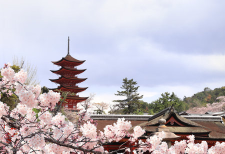 Goju-no-to pagoda (Gojunoto pagoda, Five storied pagoda) and blooming sakura branch, Itsukushima Shrine, sacred Miyajima Island, Japan. Sakura blossoming season in Japanのeditorial素材