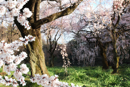 Blooming sakura trees in Shinjuku Gyoen national garden, Shinjuku district, Tokyo, Japan. Japanese hanami festival when people enjoy sakura blossom. Cherry blossoming season in Japanのeditorial素材