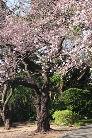 Blooming sakura trees in Shinjuku Gyoen national garden, Shinjuku district, Tokyo, Japan. Japanese hanami festival when people enjoy sakura blossom. Cherry blossoming season in Japanのeditorial素材