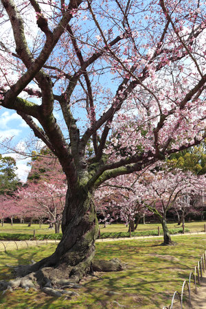 Blooming sakura trees in Koishikawa Korakuen garden, Okayama, Japan. Japanese hanami festival - time when people enjoy sakura blossom. Cherry blossoming season in Japanのeditorial素材