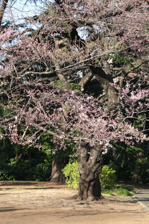 Blooming sakura trees in Shinjuku Gyoen national garden, Shinjuku district, Tokyo, Japan. Japanese hanami festival when people enjoy sakura blossom. Cherry blossoming season in Japanのeditorial素材