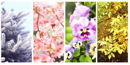 Four seasons of year. Set of vertical nature banners with winter, spring, summer and autumn scenes. Nature collage with seasonal scenics. Copy space for textの写真素材