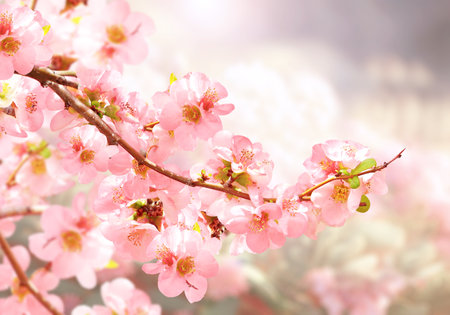 Horizontal banner with Japanese Quince flowers (Chaenomeles japonica) of pink color on sunny backdrop. Nature spring background with a branch of blooming Quince. Copy space for textの写真素材