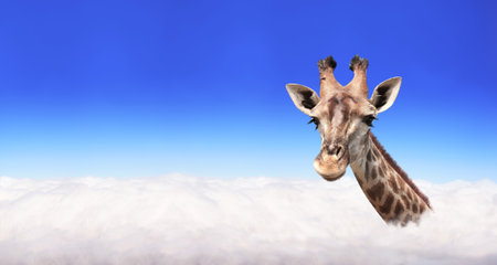 Horizontal banner with giraffe above clouds. Cute giraffe in the sky. Fantastic scene with huge giraffe coming out of the cloud. Mock up template. Copy space for textの写真素材