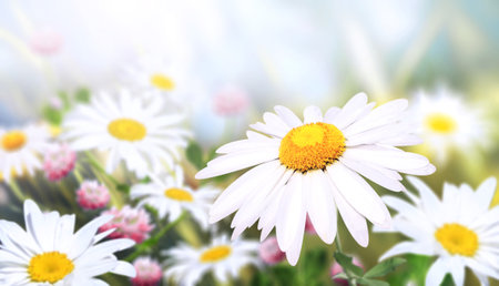 Wild flowers of chamomile in a meadow on sunny nature spring background. Summer scene with camomile flower in rays of sunlight. Close-up or macro. A picturesque colorful photo with a soft focusの写真素材