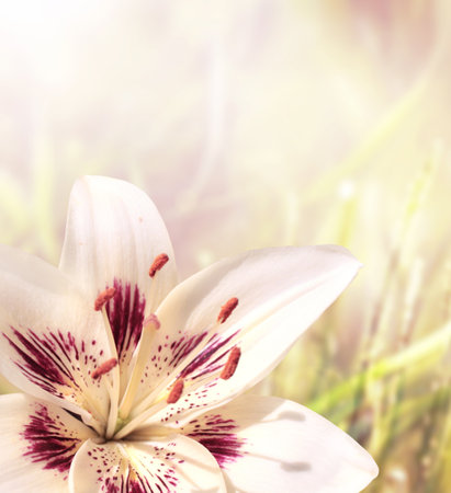 Lily on sunny beautiful nature spring background. Summer scene with Lilium flower of white color. Vertical spring banner with white Lilies flower and green grass. Copy space for textの写真素材
