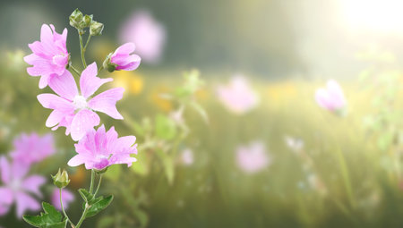 Flowers on sunny beautiful nature spring background. Summer scene with flower of lilac color and green grass. Horizontal spring banner. Copy space for textの写真素材