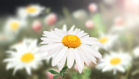 Wild flowers of chamomile in a meadow on sunny nature spring background. Summer scene with camomile flower in rays of sunlight. Close-up or macro. A picturesque colorful photo with a soft focusの写真素材