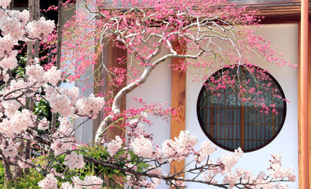 Ancient pavilion with a round window and branch of sakura with pink flowers in traditional japanese ornamental garden. Cherry blossom season. Spring time in Hasedera temple, Kamakura, Japanの写真素材