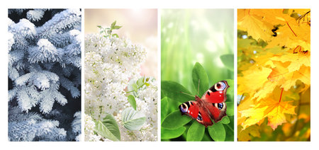 Four seasons of year. Set of vertical nature banners with winter, spring, summer and autumn scenes. Nature collage with seasonal scenics. Copy space for textの写真素材