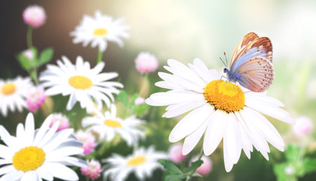 Wild flowers of chamomile in a meadow on sunny nature spring background. Summer scene with butterfly and camomile flower in rays of sunlight. Close-up or macro. A picturesque photo with a soft focusの写真素材