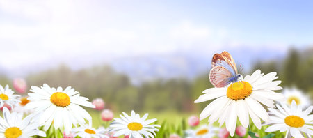Wild flowers of chamomile in a meadow on sunny nature spring background. Summer scene with butterfly and camomile flower in rays of sunlight. Close-up or macro. A picturesque photo with a soft focusの写真素材