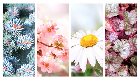 Four seasons of year. Set of vertical nature banners with winter, spring, summer and autumn scenes. Nature collage with seasonal scenics. Copy space for textの写真素材