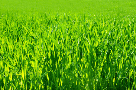 Close-up green grass on sunny beautiful defocused greenery summer background. Horizontal spring blurred natural backdrop with bokeh sunlight and grassの写真素材