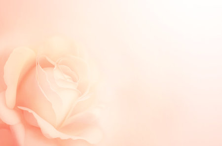 Horizontal banner with rose of pink color on blurred background. Copy space for text. Mock up template. Can be used for wallpaper, wedding card, web page backdropの写真素材