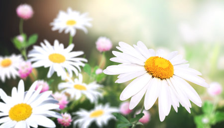 Wild flowers of chamomile in a meadow on sunny nature spring background. Summer scene with camomile flower in rays of sunlight. Close-up or macro. A picturesque colorful photo with a soft focusの写真素材