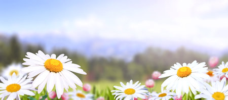 Wild flowers of chamomile in a meadow on sunny nature spring background. Summer scene with camomile flower in rays of sunlight. Close-up or macro. A picturesque colorful photo with a soft focusの写真素材