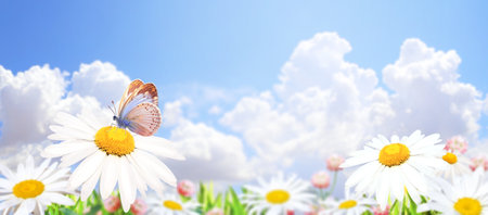 Wild flowers of chamomile in a meadow on sunny nature spring background. Summer scene with butterfly and camomile flower in rays of sunlight. Close-up or macro. A picturesque photo with a soft focusの写真素材