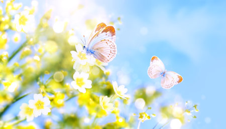 Two butterflies on yellow flowers on sunny nature spring background. Summer scene with butterfly and branch with yellow flower in rays of sunlight. A picturesque photo with a soft focusの写真素材