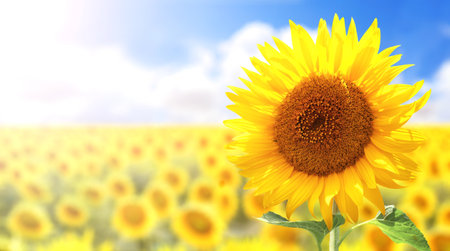 Sunflower on blurred sunny nature background. Horizontal agriculture summer banner with sunflowers field. Organic food production. Harvest of farm product. Oilseed crop. Copy space for textの写真素材