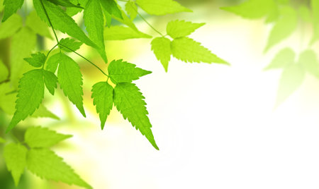 Close-up green leaves of clematis on sunny beautiful defocused greenery summer background. Horizontal spring blurred natural backdrop with bokeh sunlight and clematis leaves. Copy space for textの写真素材