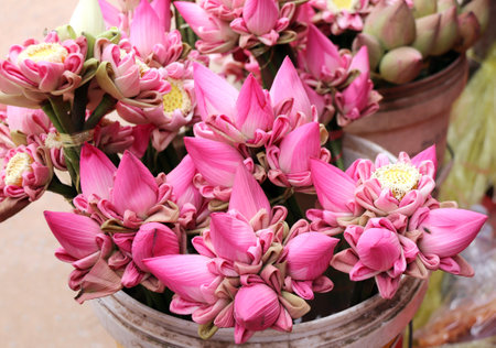 Traditional flowers offering  for donation a the Buddha, Cambodia. Bouquet of lotus flower with folding petals of pink color for offerings  in shrineの写真素材