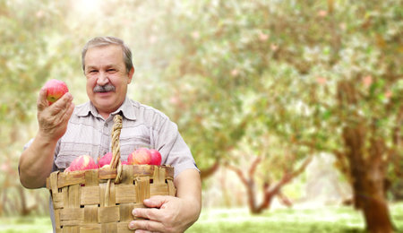 Harvesting an apples. Farmer with basket of red apples in apple orchard. An elderly farmer smiling happily. Active retirement and healthy lifestyle conceptの写真素材