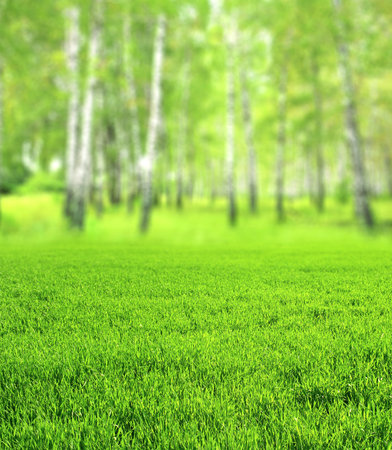 Beautiful blurred vertical spring landscape with green grass and birchwood. Blurry summer  nature background with birches and lawn. Bright sunny day. Focus on green grass on foregroundの写真素材