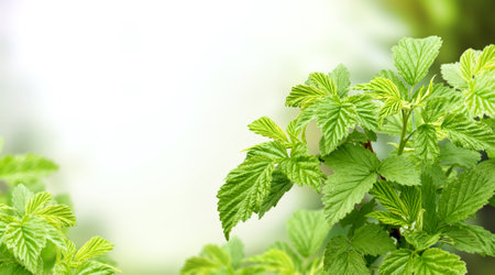 Close-up green leaves of raspberries on sunny beautiful defocused greenery summer background. Horizontal spring blurred natural backdrop with bokeh sunlight and raspberry leaves. Copy space for textの写真素材