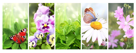 Set of vertical banner with summer scenes. Pansy and chamomile flower,  butterfly, raspberry leaves on sunny beautiful nature background. Collection of spring banners. Copy space for textの写真素材