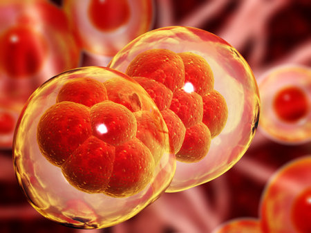 Cell Division. Stages of Mitosis. Cellular Therapy. Horizontal banner with Process Division Of Cell on blurred background of red and yellow colors. Copy space for text. 3d renderの写真素材