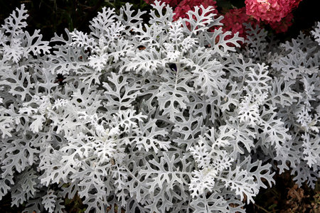 Beautiful openwork leaves of Silver ragwort. Close up photo of Cineraria maritima leaf of light gray colorの写真素材