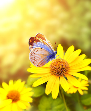 Gerbera flowers in a meadow on sunny nature spring background. Summer scene with butterfly and yellow Gerbera flower in rays of sunlight. Close-up or macro. A picturesque photo with a soft focusの写真素材