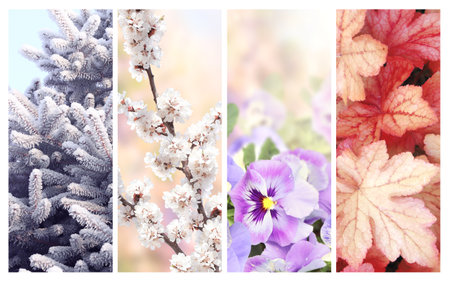 Four seasons of year. Set of vertical nature banners with winter, spring, summer and autumn scenes. Nature collage with seasonal scenics. Copy space for textの写真素材