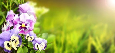 Pansy flowers on sunny beautiful nature spring background. Summer scene with Viola flowers of lilac and violet colors. Horizontal spring banner with white Pansies flowers. Copy space for textの写真素材