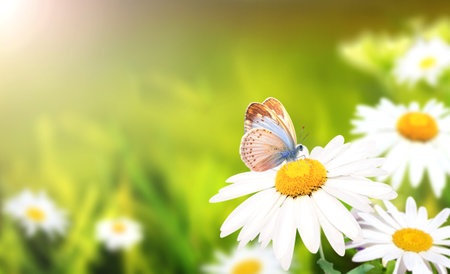 Wild flowers of chamomile in a meadow on sunny nature spring background. Summer scene with butterfly and camomile flower in rays of sunlight. Close-up or macro. A picturesque photo with a soft focusの写真素材