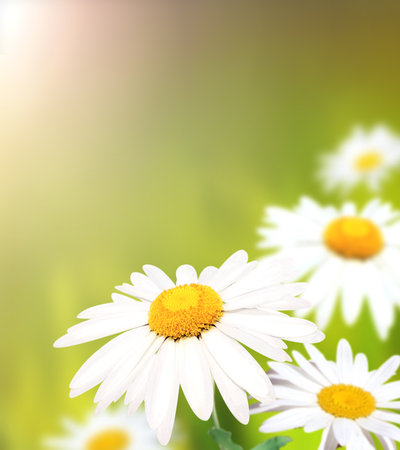 Wild flowers of chamomile in a meadow on sunny nature spring background. Summer scene with camomile flower in rays of sunlight. Close-up or macro. A picturesque colorful photo with a soft focusの写真素材