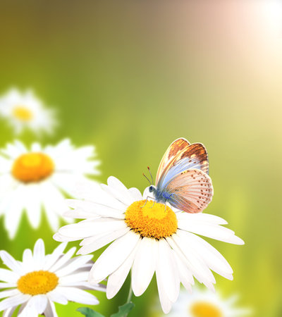 Wild flowers of chamomile in a meadow on sunny nature spring background. Summer scene with butterfly and camomile flower in rays of sunlight. Close-up or macro. A picturesque photo with a soft focusの写真素材