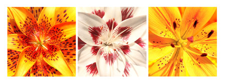 Set of square posters with lily flowers of white and yellow colors. Collection fo summer photo with close up colorful lily flowerの写真素材