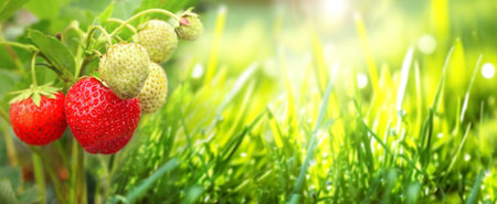 Ripe strawberry and green grass on sunny beautiful nature spring background. Summer scene with red strawberries and green grass. Horizontal nature banner. Copy space for textの写真素材