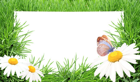 Sheet of white paper in green grass. Copy space for text. Mock up template. Sunny nature spring background. Summer scene with butterfly and chamomile flower in rays of sunlight. Close-up or macroの写真素材