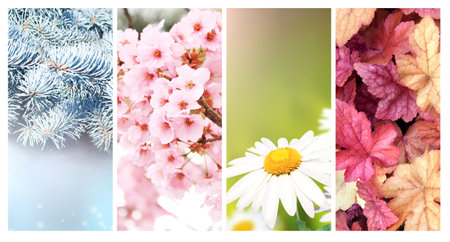 Four seasons of year. Set of vertical nature banners with winter, spring, summer and autumn scenes. Nature collage with seasonal scenics. Copy space for textの写真素材