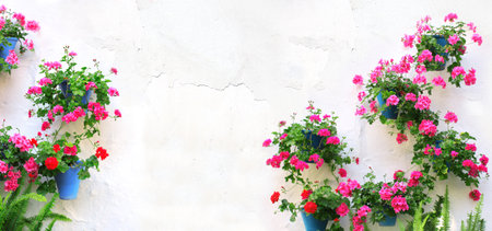 Horizontal banner with flowerpots with blossom geranium on stucco wall. Pot of pink and red geranium in blossom on white concrete wall. Traditional mediterranean wall decoration of a village houseの写真素材