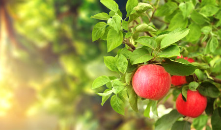 Horizontal banner with apple tree on sunny background. Ripe red apples hanging from a tree branch in an apple orchard. Apple hanging from a tree branch in organic farm. Copy space for textの写真素材
