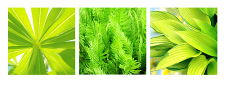 Set of square posters with green leaf of fern and hosta. Collection fo summer photo with close up ...