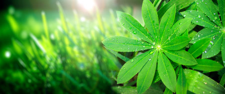 Rain drops on a green leaves of lupine on sunny beautiful nature spring background. Summer scene with with dew drops on Lupinus leaf. Horizontal spring banner. Copy space for textの写真素材