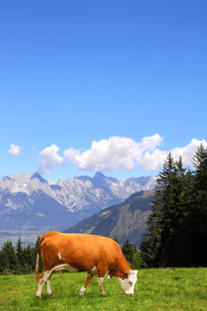Cow grazing in a mountain meadow in Alps mountains, Tirol, Austria. View of idyllic mountain scenery in Alps with green grass and red cow on sunny day. European mountain landscapeの写真素材