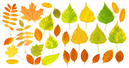 Set of autumn leaf of a birch, maple, cottonwood, dogrose, rowan and barberry. Collection of beautiful colorful autumn leaves. Isolated on white backgroundの写真素材