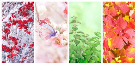 Four seasons of year. Set of vertical nature banners with winter, spring, summer and autumn scenes. Nature collage with seasonal scenics. Copy space for textの写真素材