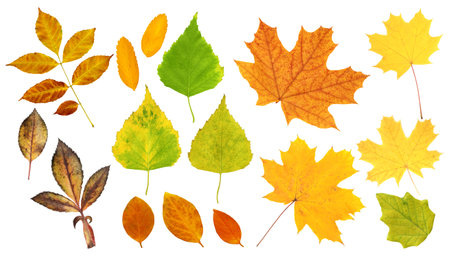 Set of autumn leaf of a birch, maple, cottonwood, dogrose, rowan and barberry. Collection of beautiful colorful autumn leaves. Isolated on white backgroundの写真素材